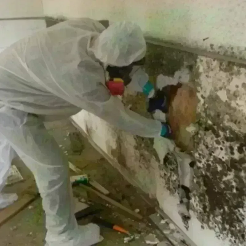 Mold Remediation and Removal in Wichita County, TX